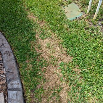 Brothers Pest Control - Can you pay $120 for service? You expect the grass to be greens not brown and not to have to pull weeds out of it - Pest Control Near Me - Land O'Lakes, Florida Brothers Pest Control - Can you pay $120 for service? You expect the grass to be greens not brown and not to have to pull weeds out of it - Pest Control Near Me - Land O'Lakes, Florida
