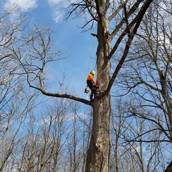 Old Town Tree Service - Tree Services Near Me - Pendleton, Indiana