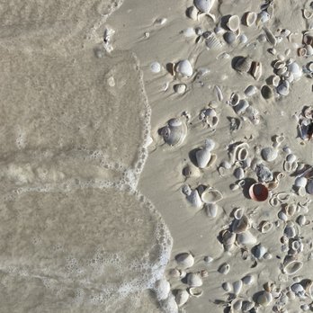 Dreamlander Tours - Lots of shells to be found! - Fishing Near Me - Goodland, Florida Dreamlander Tours - Lots of shells to be found! - Fishing Near Me - Goodland, Florida