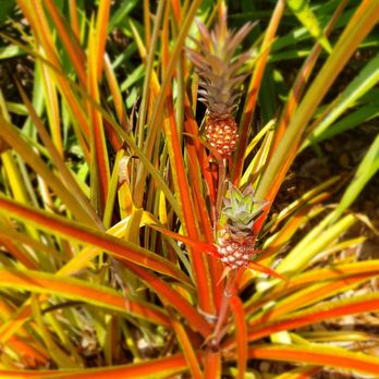 Broward College - Pineapple? - Colleges & Universities Near Me - Pembroke Pines, Florida Broward College - Pineapple? - Colleges & Universities Near Me - Pembroke Pines, Florida