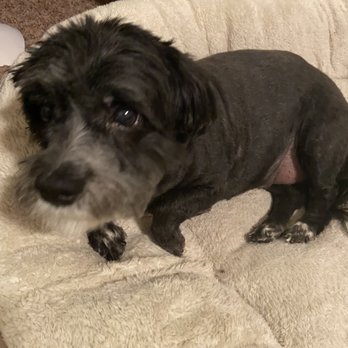 the dogfather tee shirt