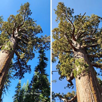 Sierra National Forest - 2026 Jun 30: Sierra National Forest to Mariposa Grove to Wawona Point - Hiking Near Me - Clovis, California