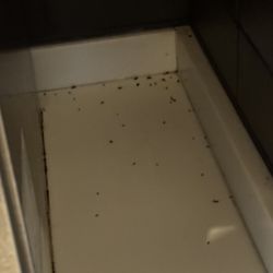 McDonald's - Dead flies next to soda machine.