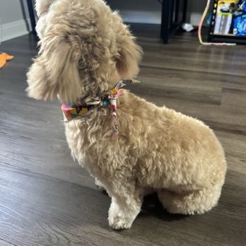 Essential Grooming - Pet Groomers Near Me - Santee, California Essential Grooming - Pet Groomers Near Me - Santee, California
