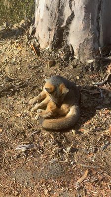 Catalina Island Conservancy Trailhead by null