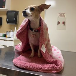 My Baby Dog Mia