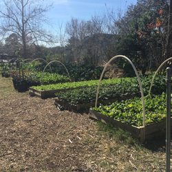Organic Produce