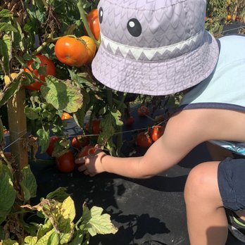 Wesley Wells Farm - Fresh produce you can pick! - Pick Your Own Farms Near Me - St. Augustine, Florida