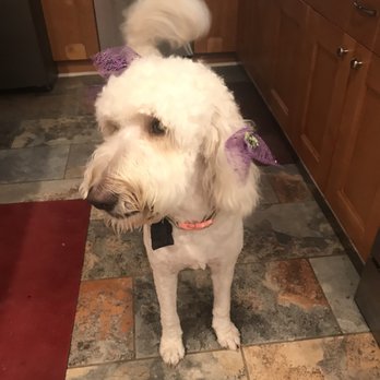 Blue Dog Pet Grooming - Miranda AFTER - Pet Groomers Near Me - Virginia Beach, Virginia