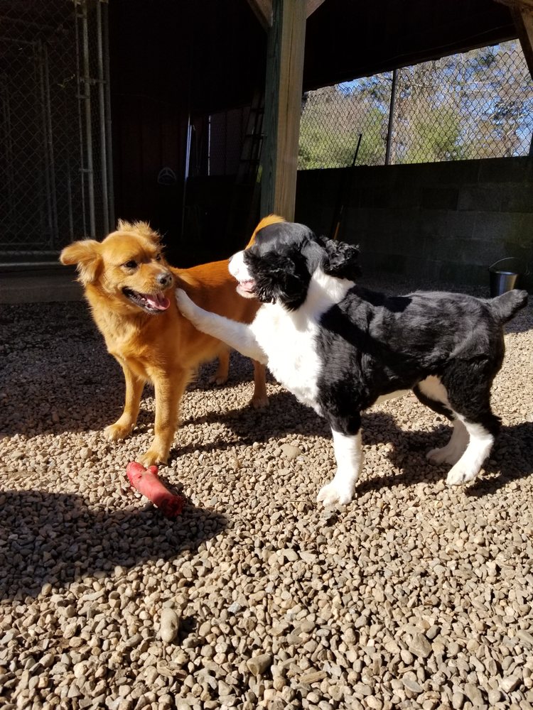 AINTREE KENNEL Updated September 2024 16 Reviews 5 Washington St