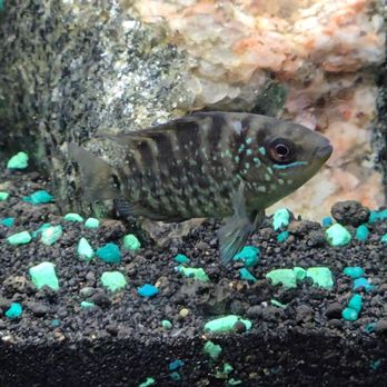 Mike's Killer Fish - texas parrot (hybrid) - Local Fish Stores Near Me - Lakewood, Colorado Mike's Killer Fish - texas parrot (hybrid) - Local Fish Stores Near Me - Lakewood, Colorado