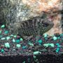 Mike's Killer Fish