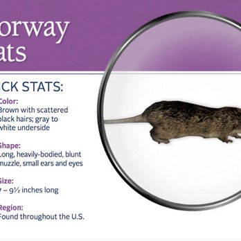Integrity Rodent Proofing - Learn More about Norway Rats...Call Us Today For a Free Inspection! - Pest Control Near Me Integrity Rodent Proofing - Learn More about Norway Rats...Call Us Today For a Free Inspection! - Pest Control Near Me
