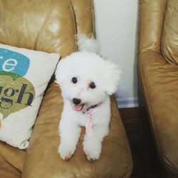 PAWS Pet Adventures With Sandy