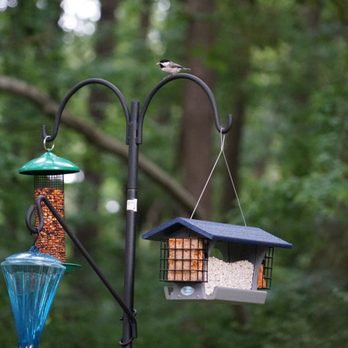 Wild Birds Unlimited - Bird Shops Near Me - Yorktown, Virginia Wild Birds Unlimited - Bird Shops Near Me - Yorktown, Virginia