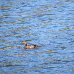 Reserve Naturelle Marais Leon Provancher - Diving duck