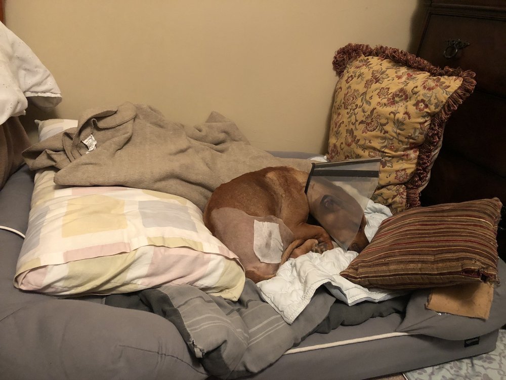 ANIMAL SURGICAL CENTER Updated August 2024 55 Photos & 25 Reviews