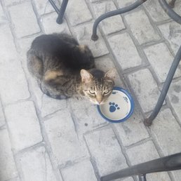 Guard cat Guard cat