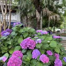North Harbor Club - Gorgeous hydrangeas all over the property