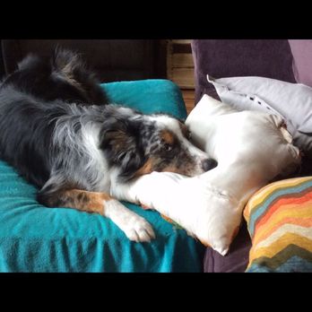 Puppy Playground - Pet Sitting Near Me - Indianapolis, Indiana Puppy Playground - Pet Sitting Near Me - Indianapolis, Indiana