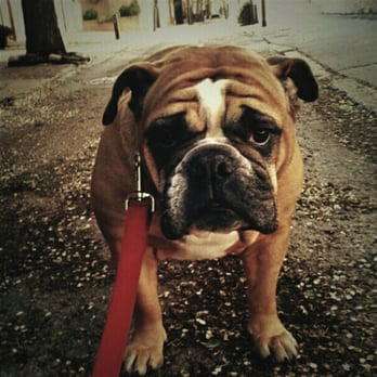 So Phetch Philly - Dog Walkers Near Me So Phetch Philly - Dog Walkers Near Me