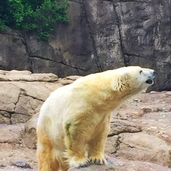 Indianapolis Zoo - Polar bear - Zoos Near Me - Indianapolis, Indiana Indianapolis Zoo - Polar bear - Zoos Near Me - Indianapolis, Indiana