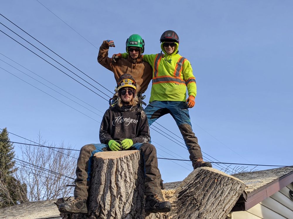 TREE NINJAS Updated September 2024 13 Photos Grande Pointe