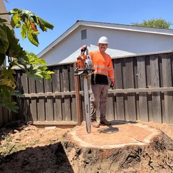Vasquez Arbor Care - Stump before grinding down.
