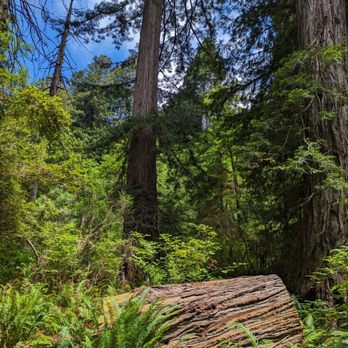 Prairie Creek Redwoods State Park - Parks Near Me - Orick, California Prairie Creek Redwoods State Park - Parks Near Me - Orick, California