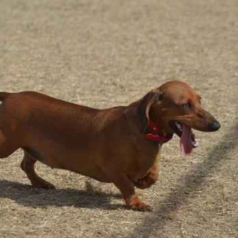 Grovers Basin Dog Park - Dog Parks Near Me - Phoenix, Arizona Grovers Basin Dog Park - Dog Parks Near Me - Phoenix, Arizona