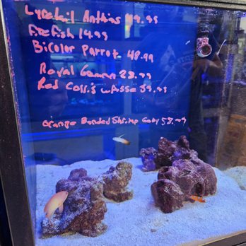Exotic Aquatic - Aquarium Services Near Me - Fort Lauderdale, Florida Exotic Aquatic - Aquarium Services Near Me - Fort Lauderdale, Florida