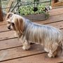 Photo of What The Fur
