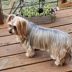 What The Fur - Ruger loves his new groomer ! Jani was great and he's never smelled better ! Thank you Jani