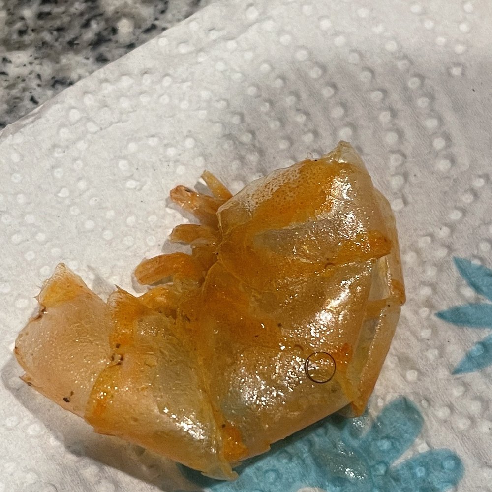 Laughing Crab - Hair on the shell of my shrimp I was about to eat - Cajun/Creole Near Me - West Monroe, Louisiana