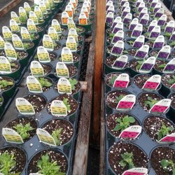Maggy D's Garden Center - Thousands of new babies planted for this year.