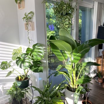 Armstrong Garden Centers - A few of our houseplants - Nurseries & Gardening Near Me - Sherman Oaks, California
