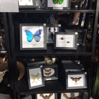 Rest in Pieces - Gorgeous pinned specimens - Antiques Near Me - Richmond, Virginia Rest in Pieces - Gorgeous pinned specimens - Antiques Near Me - Richmond, Virginia