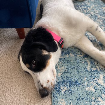 Bay Area Carpet Master - *Sniff sniff* No more dog smells, daddy! - Carpet Cleaning Near Me - San Francisco, California Bay Area Carpet Master - *Sniff sniff* No more dog smells, daddy! - Carpet Cleaning Near Me - San Francisco, California