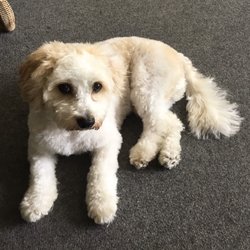 Navarre Beach Pet Resort - Bailey's new haircut, looks great Joey, thanks! We're very pleased...