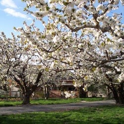 Orchard Inn B & B