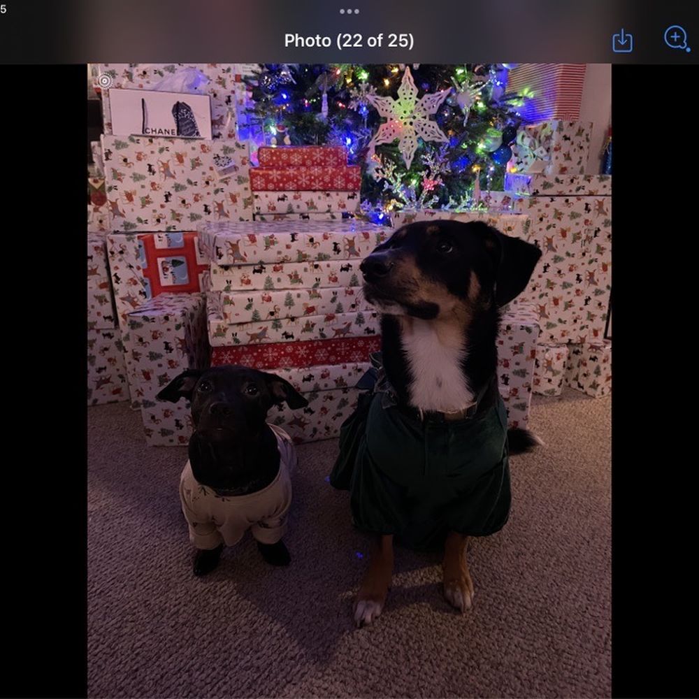 Mishka - Our gran pups at Christmas. - Pet Stores Near Me - San Francisco, California Mishka - Our gran pups at Christmas. - Pet Stores Near Me - San Francisco, California