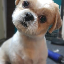 Fluff And Ruff