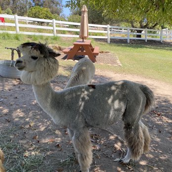 Canzelle Alpacas - Farms Near Me - Carpinteria, California Canzelle Alpacas - Farms Near Me - Carpinteria, California