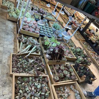 Four Seasons Succulents - Nurseries & Gardening Near Me - San Leandro, California Four Seasons Succulents - Nurseries & Gardening Near Me - San Leandro, California