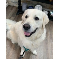 Wagnolia's - Wagnolia's is a locally owned family operated business in Florida. We are a one-stop pet store offering a personalized custom...