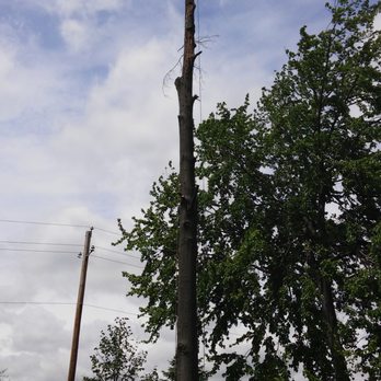 IndyArborist.com Tree Service - Tree Services Near Me IndyArborist.com Tree Service - Tree Services Near Me