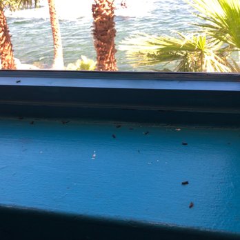 Riverside Buffet - just some of the flies on the window. - Buffets Near Me - Laughlin, Nevada