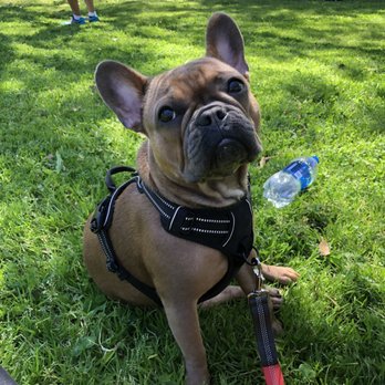 Karma Dog Training - Front clip harness to prevent pulling! - Dog Walkers Near Me - Los Angeles, California Karma Dog Training - Front clip harness to prevent pulling! - Dog Walkers Near Me - Los Angeles, California