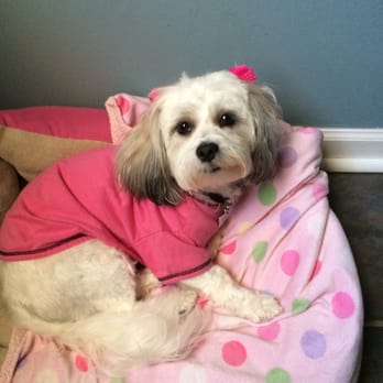 Pooch Parlor - Pooch Parlor did an excellent job grooming Chloe. - Pet Sitting Near Me - Homewood, Illinois