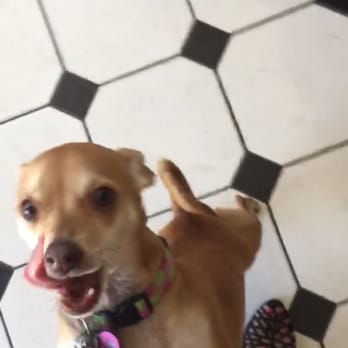 Elite Pet Care - A screenshot from one of the video updates during Lily's stay at Elite Pet Care - Pet Boarding Near Me Elite Pet Care - A screenshot from one of the video updates during Lily's stay at Elite Pet Care - Pet Boarding Near Me
